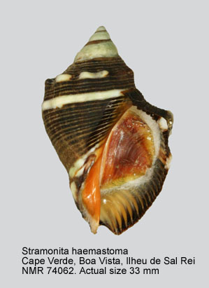 Stramonita haemastoma (3).jpg - Stramonita haemastoma(Linnaeus,1767)